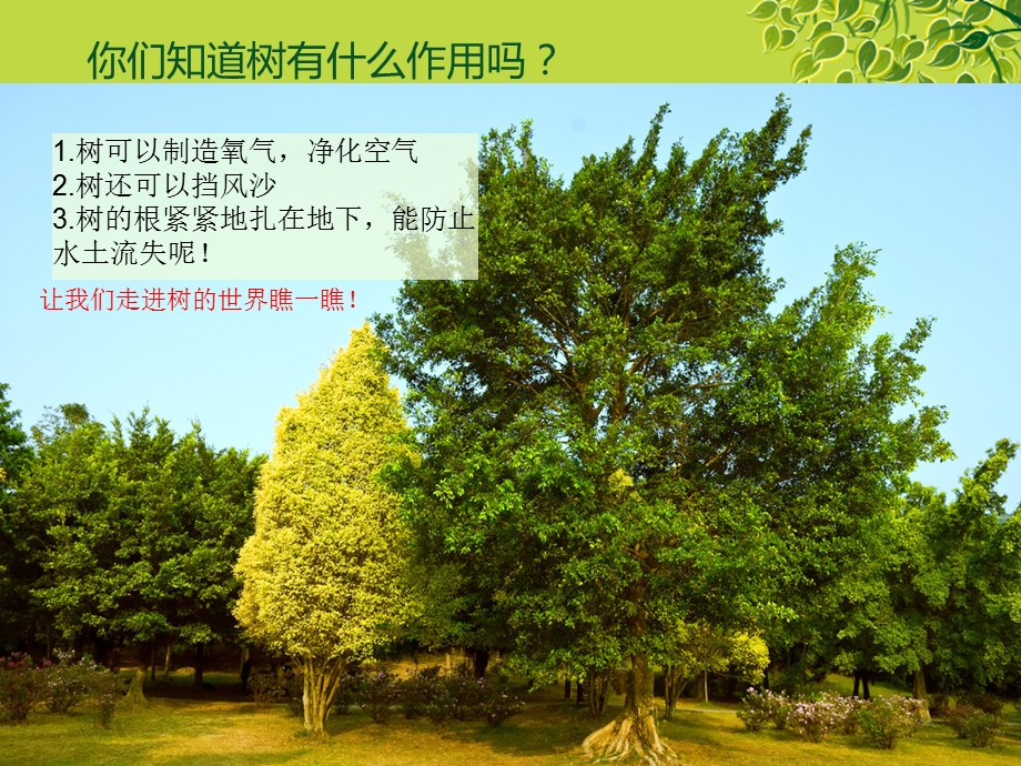 各种各样的树-美术课件.ppt_第2页