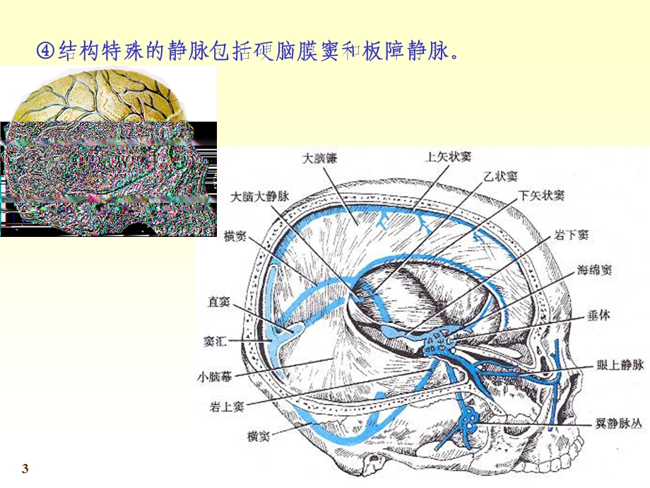 第十一章心血管系统ppt课件.ppt_第3页