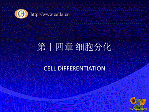 第十四部分细胞分化教学课件.ppt