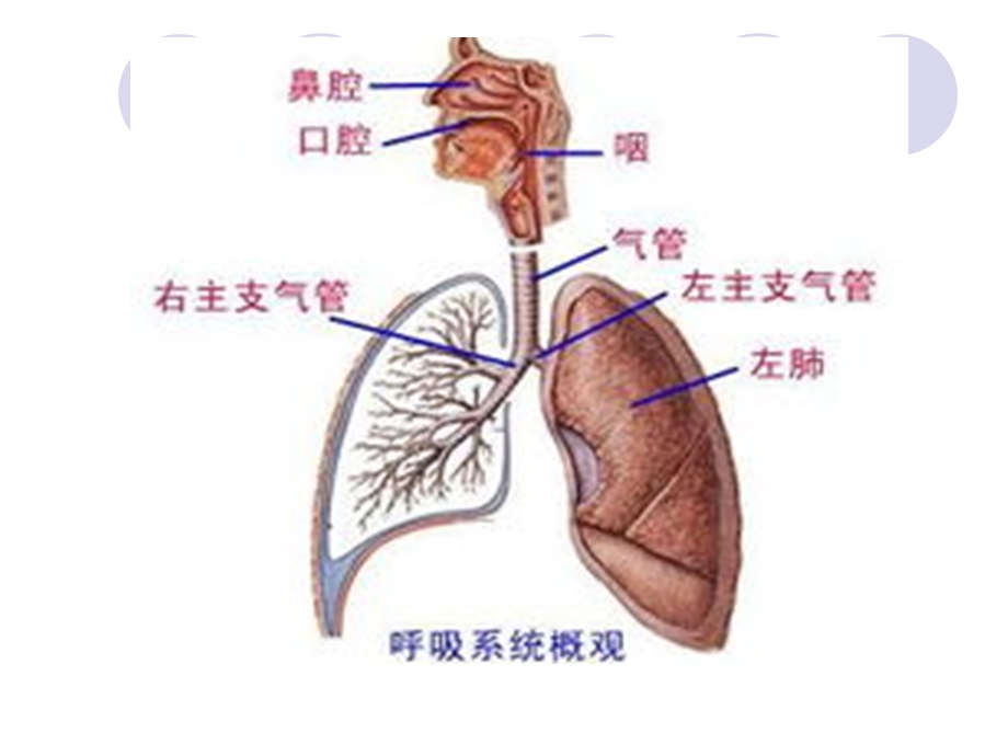 小儿呼吸系统解剖.ppt_第3页