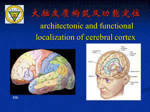 大脑皮质结构与功能分区.ppt