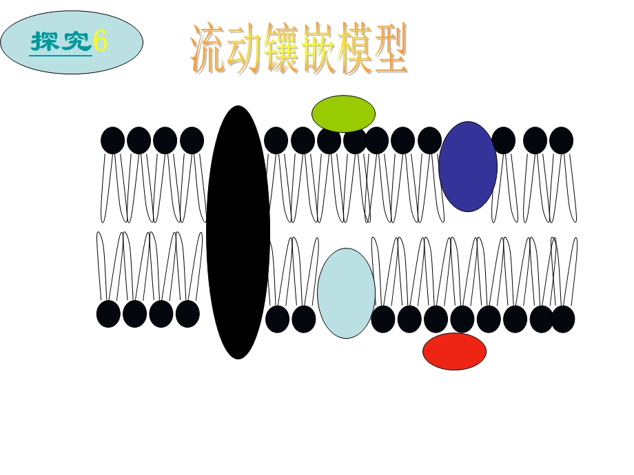 磷脂双分子层构成了细胞膜的基本骨架.ppt_第2页