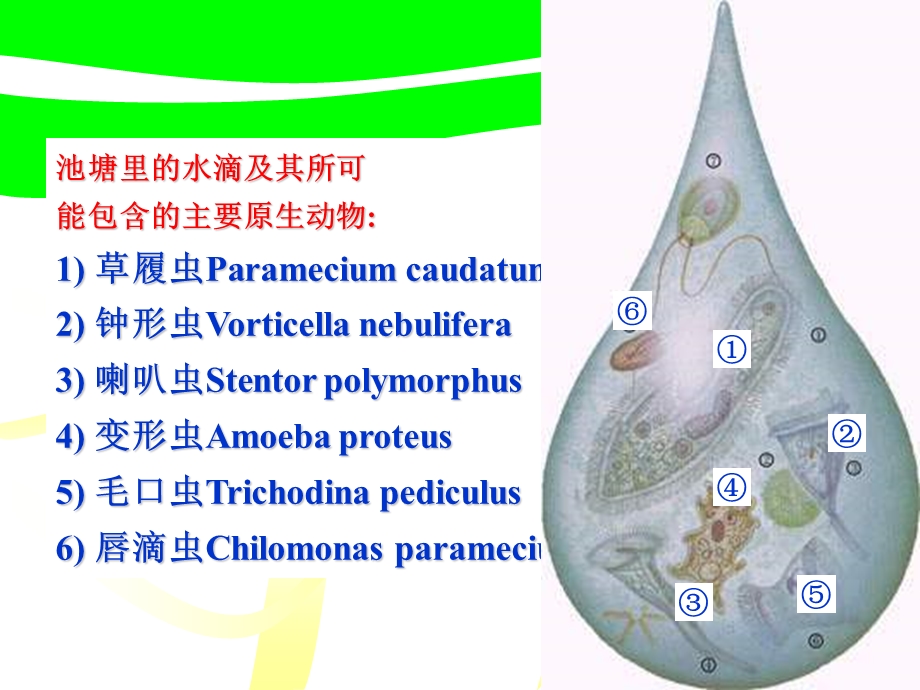 第四节原生动物.ppt_第2页