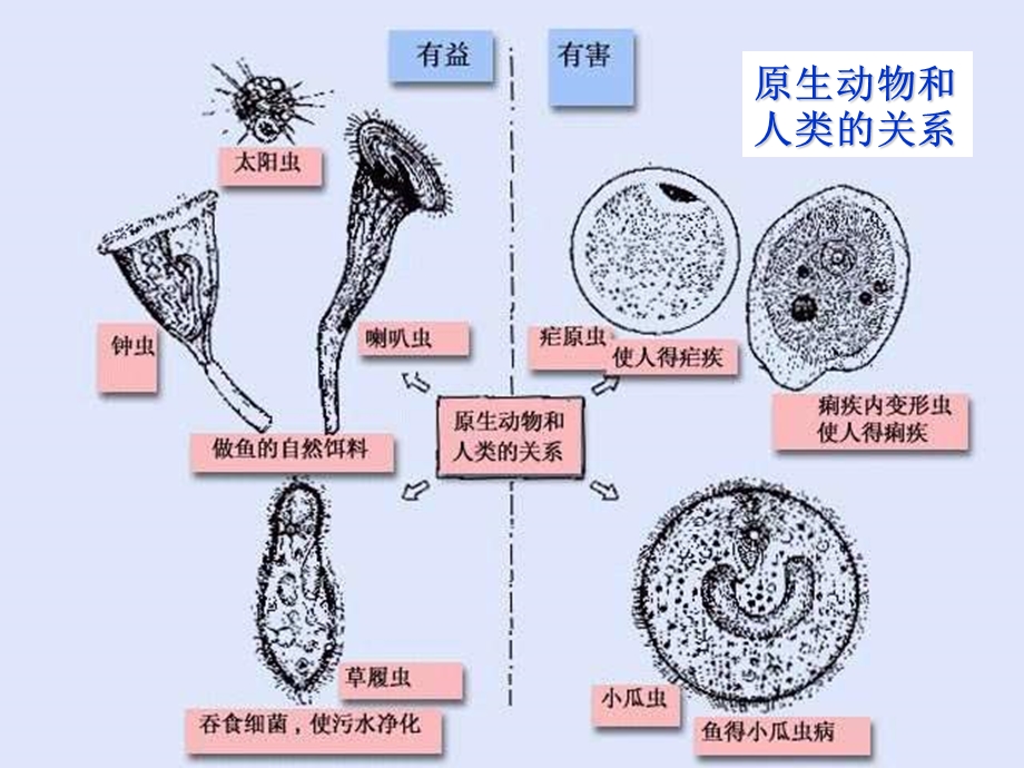 第四节原生动物.ppt_第3页