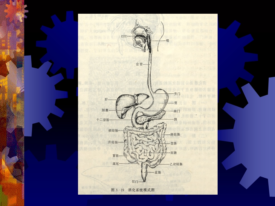 医学课件 药理 5消化系统药理.ppt_第2页