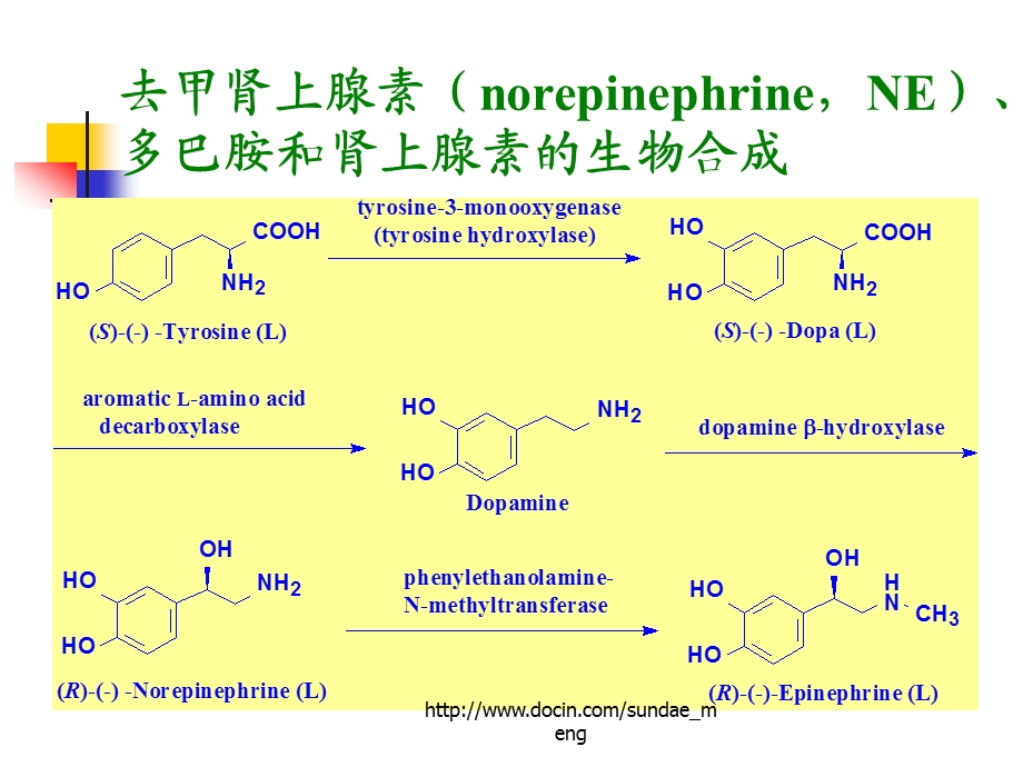 【大学课件】肾上腺素能药物.ppt_第3页