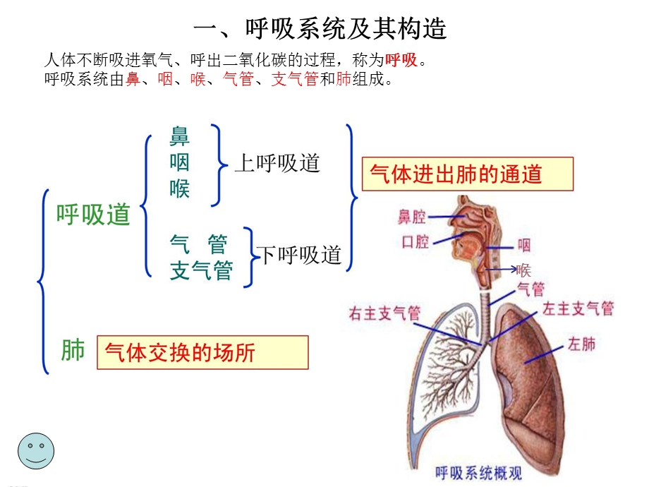 幼儿卫生保健呼吸系统.ppt_第2页