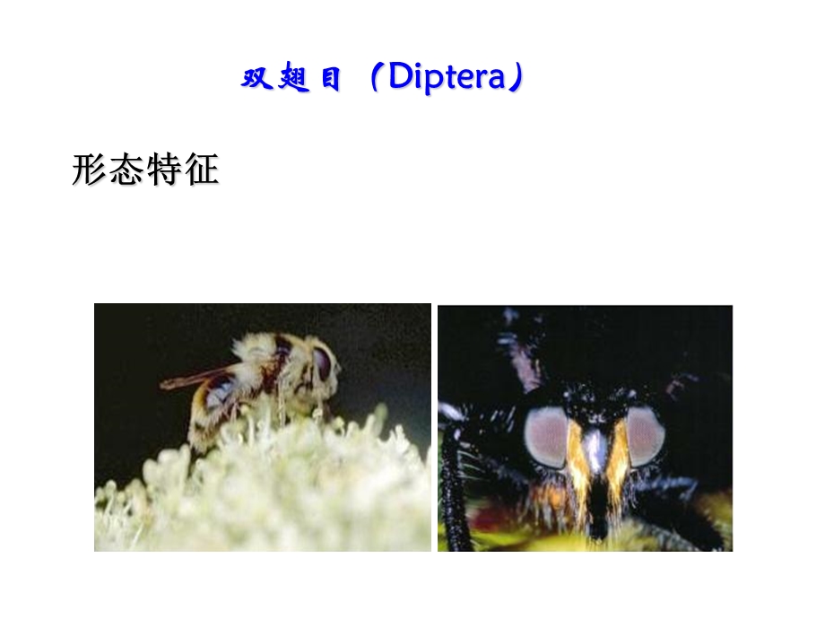 双翅目重要的医学昆虫双翅目.ppt_第2页