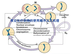 常见化疗药物的使用顺序及机理.ppt