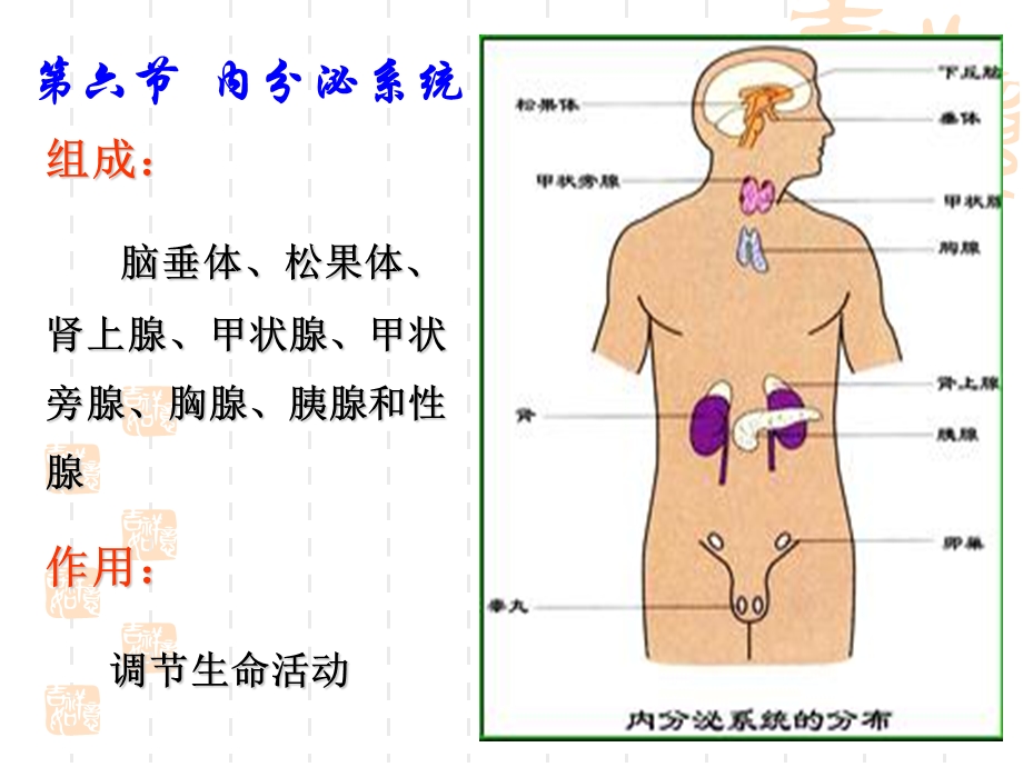 婴幼儿内分泌系统.ppt_第1页