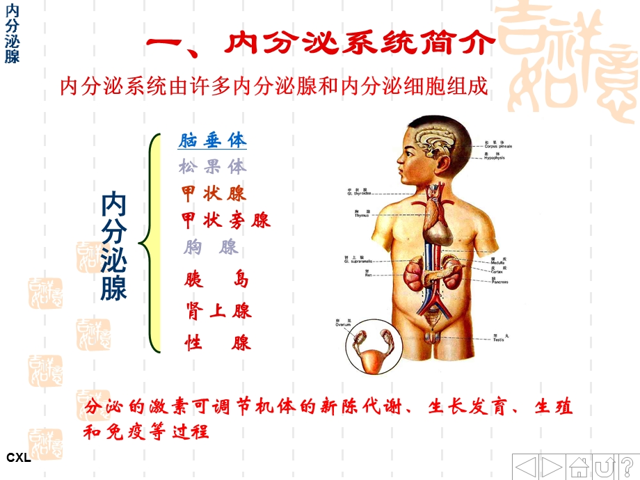 婴幼儿内分泌系统.ppt_第3页