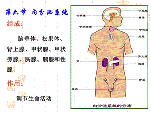 婴幼儿内分泌系统.ppt