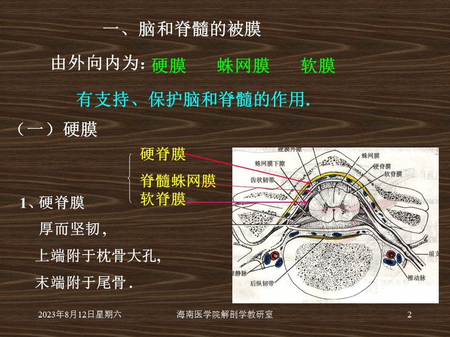 系统解剖 概要脑脊髓被膜 2.ppt_第2页