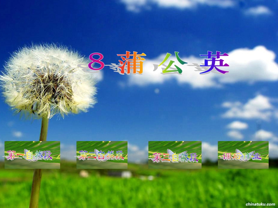 小学三年级上学期语文《蒲公英》公开课课件.ppt_第2页