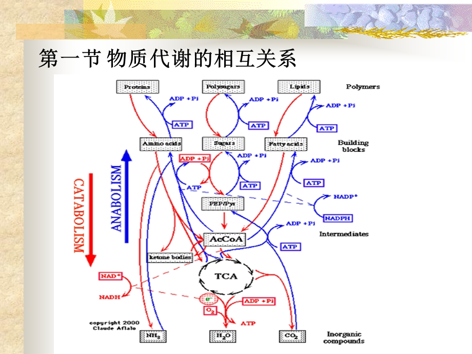 第十三部分代谢调部分教学课件.ppt_第3页