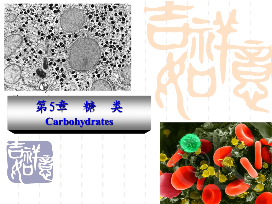 动物生物化学第五章糖类.ppt_第1页