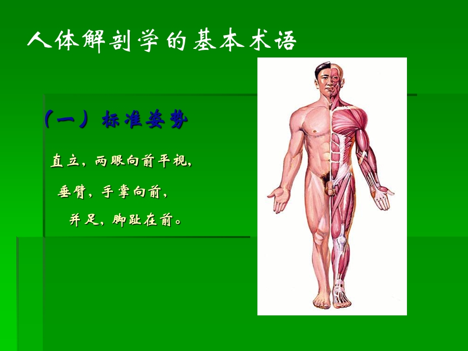 健身知识(肌肉解剖).ppt_第2页