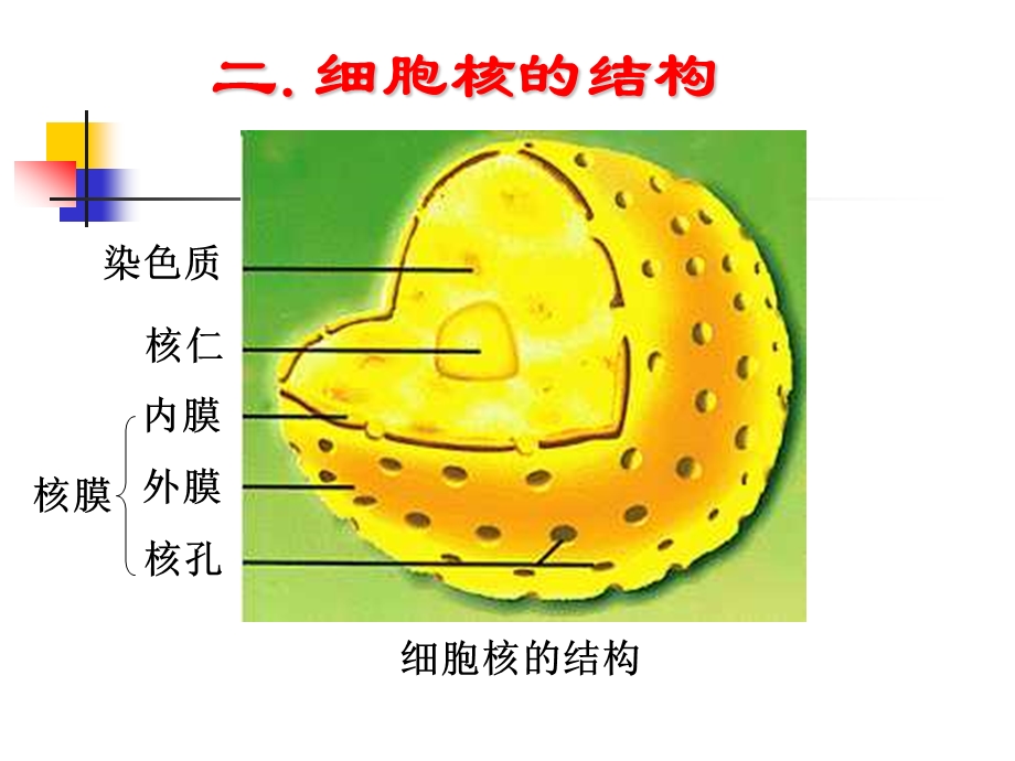 细胞核的结构和功能1.ppt_第2页