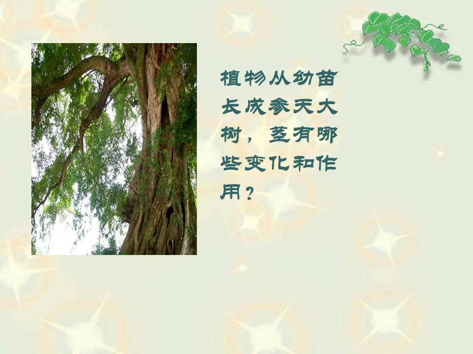 小学科学三年课件茎越长越高.ppt_第2页