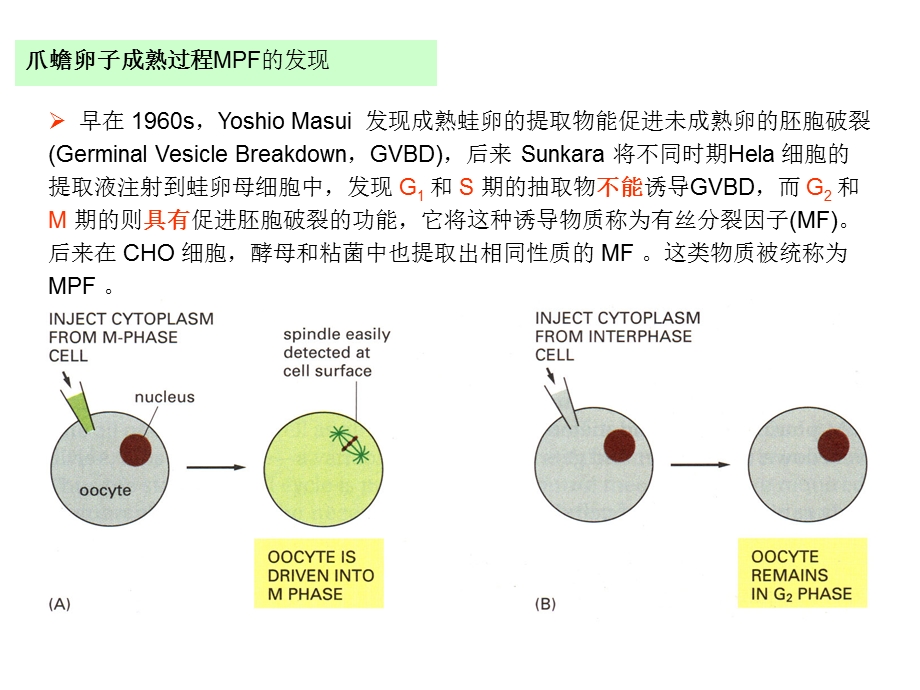 细胞增殖及其调控3.ppt_第1页