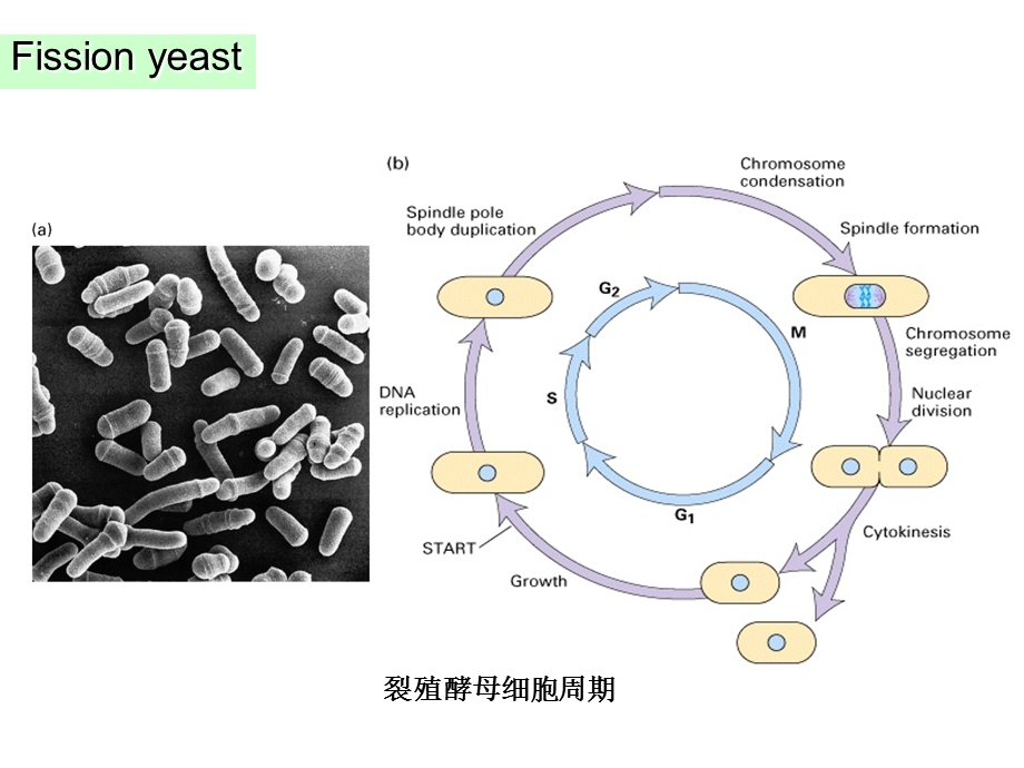 细胞增殖及其调控3.ppt_第3页