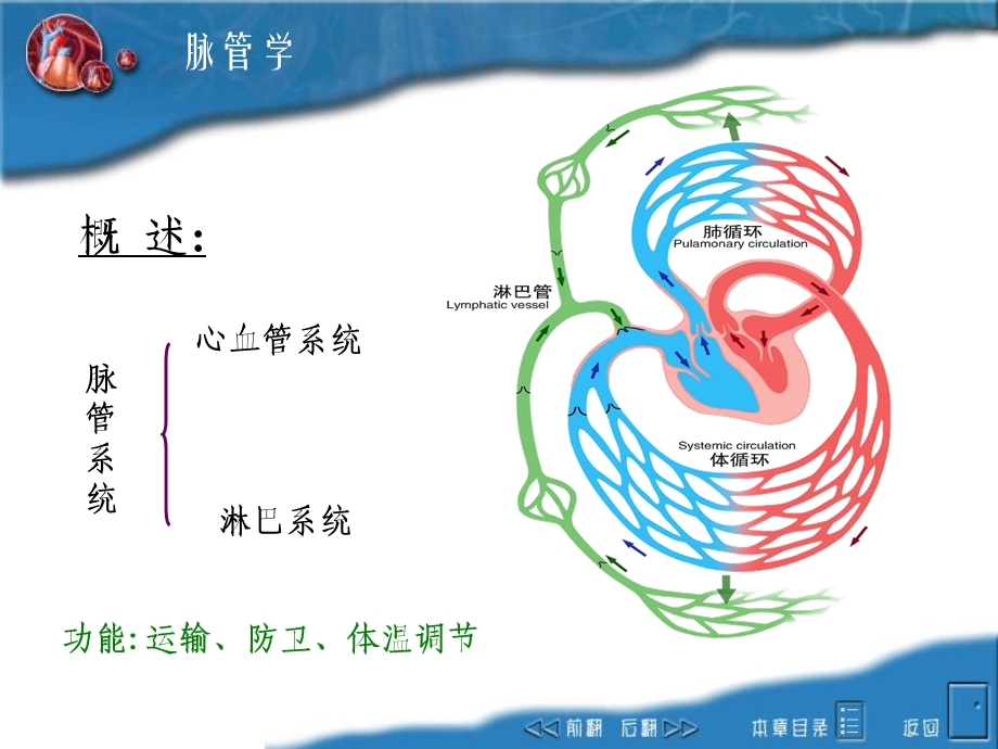 动物解剖学第三篇脉管系.ppt_第2页