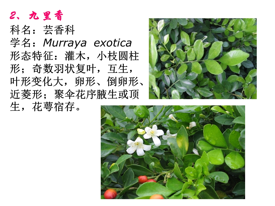 常见园林植物1到30种(岭南).ppt_第2页