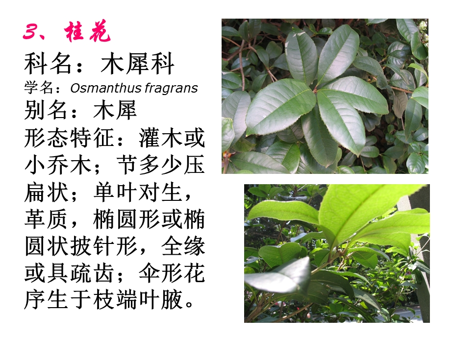 常见园林植物1到30种(岭南).ppt_第3页