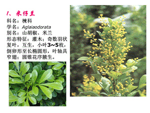 常见园林植物1到30种(岭南).ppt