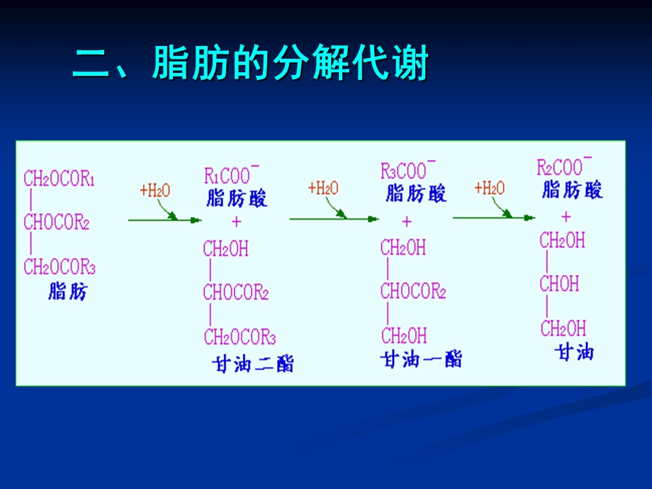 第十章脂类代谢.ppt_第2页