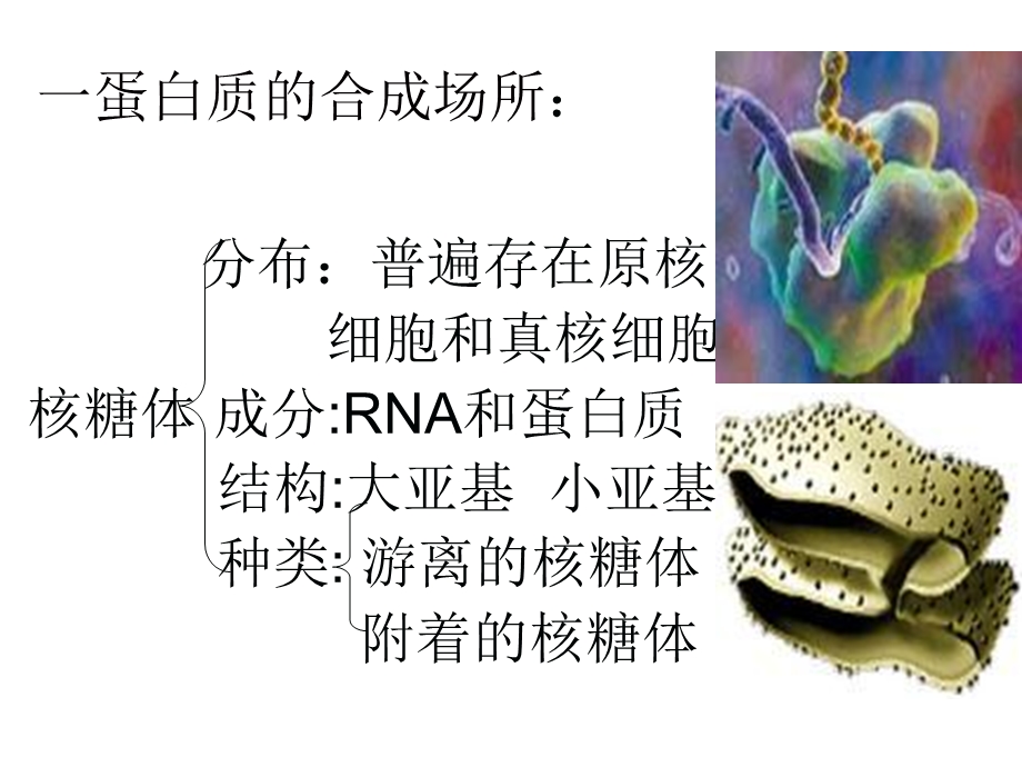 细胞内物质的合成和运输以及废物的排出.ppt_第3页