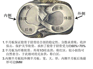 半月板解剖及疾病诊断.ppt