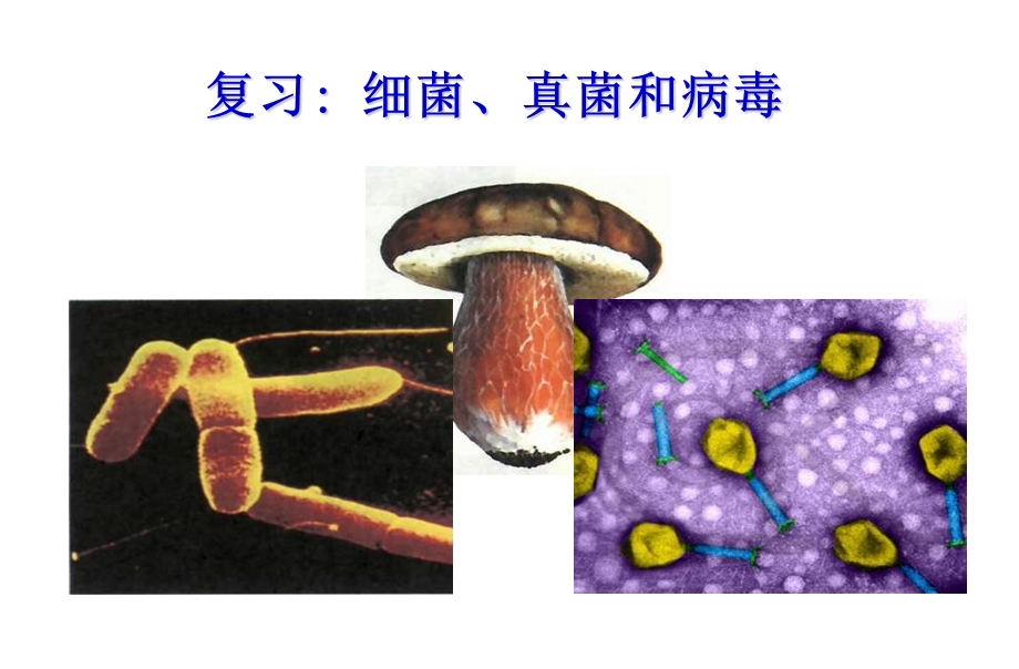 初二生物细菌、真菌和病毒复习精品中学ppt课件.ppt_第1页