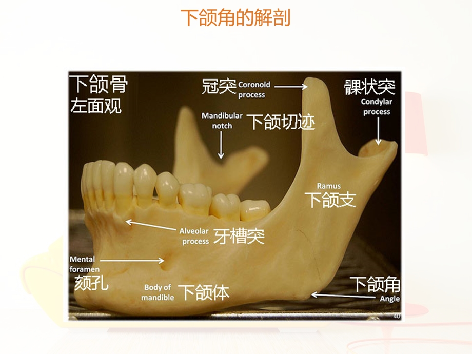 磨骨改脸项目.ppt_第3页