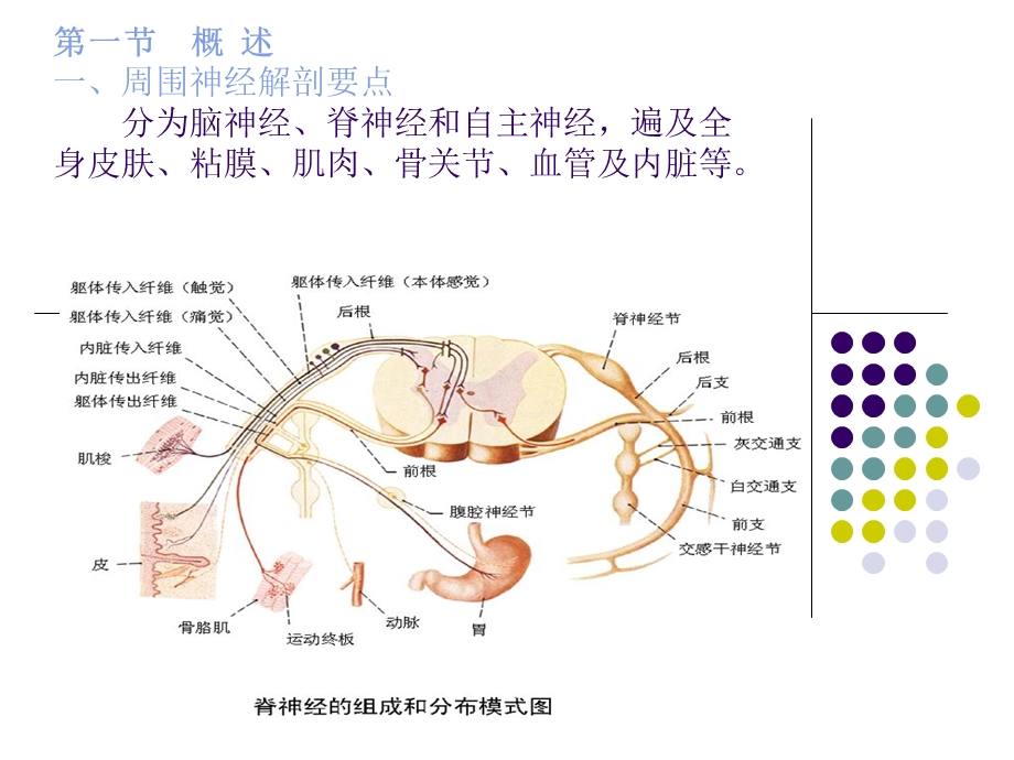 周围神经损伤护理查房.ppt_第3页