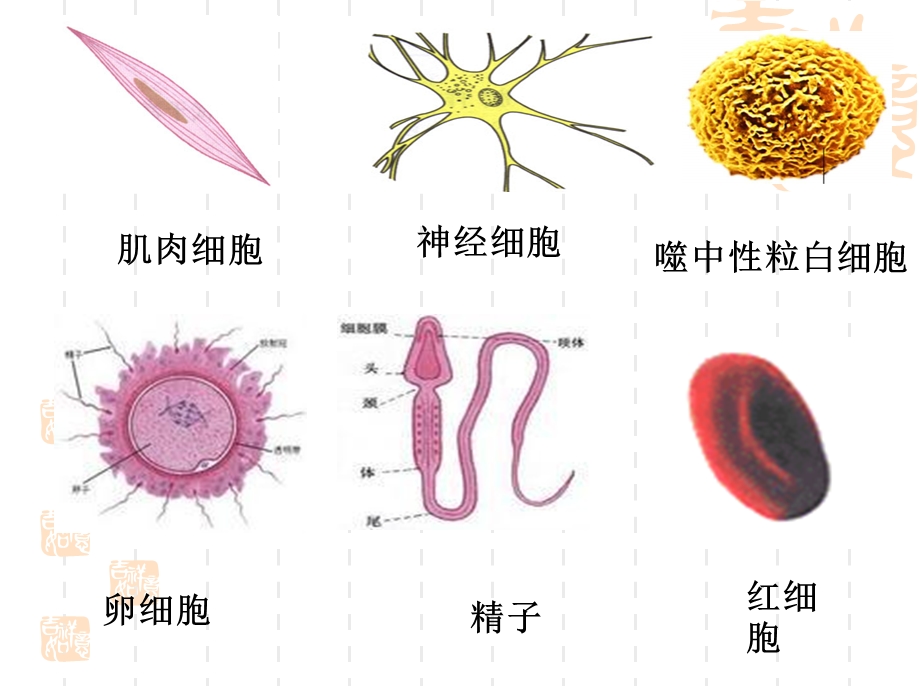 细胞的多样性和统一性课件.ppt_第2页