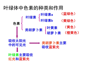 叶绿体中色素的种类.ppt