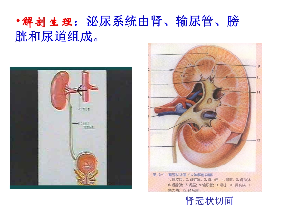 第章泌尿系统疾病ppt课件.ppt_第2页