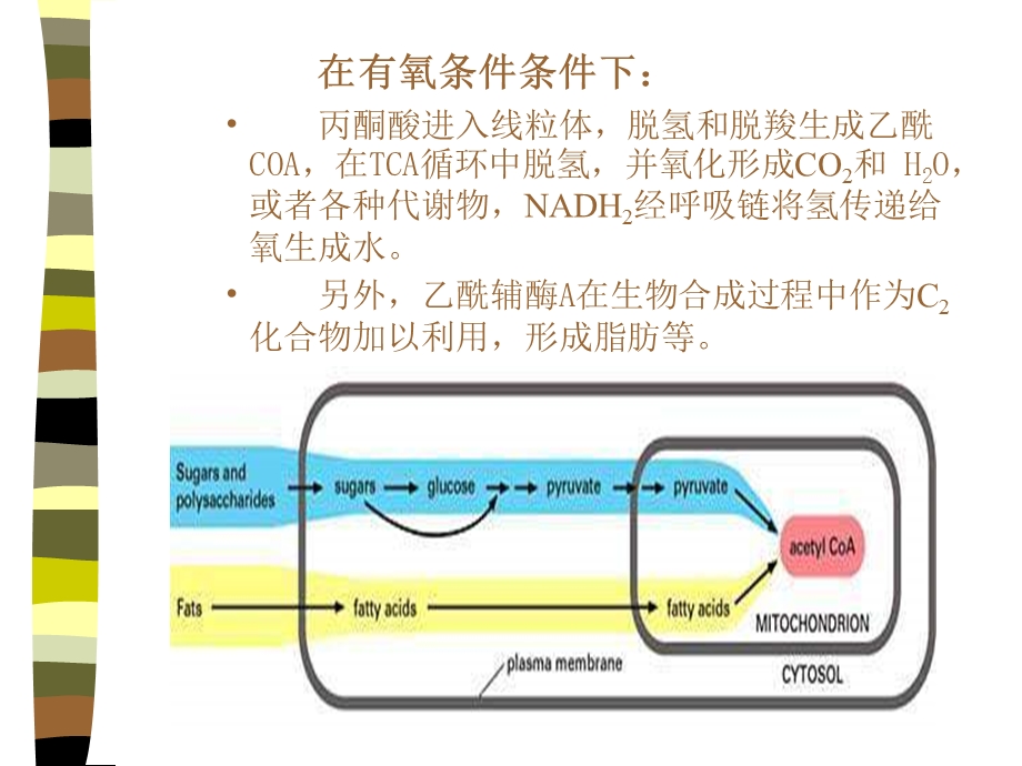 好氧发酵产物积累机制.ppt_第2页