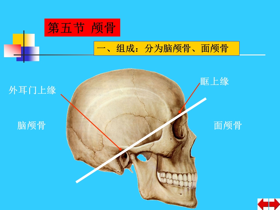 颅骨及关节学.ppt_第3页