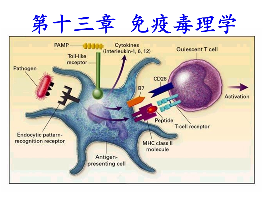 第十三章免疫毒理学1718.ppt_第2页