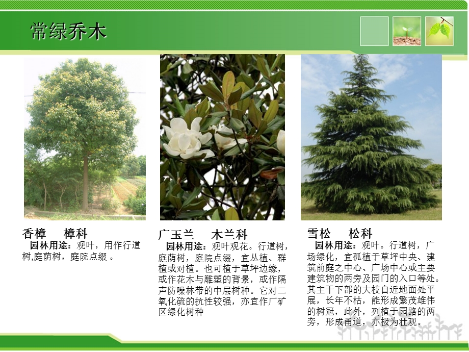 小区景观设计常用植物湖南地区.ppt_第3页