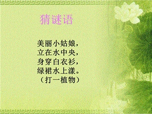 小学语文三年级上册荷花.ppt