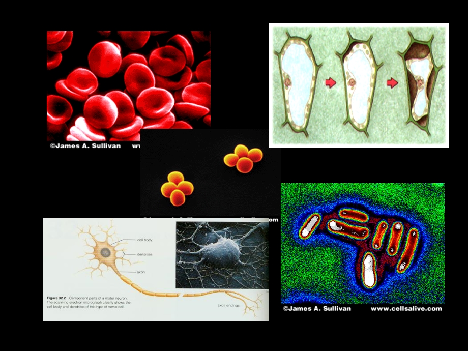 生命的结构基础细胞(新).ppt_第1页