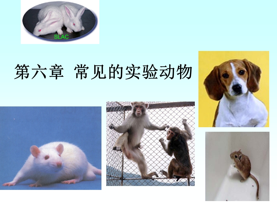 No.6.常见的实验动物.ppt_第1页