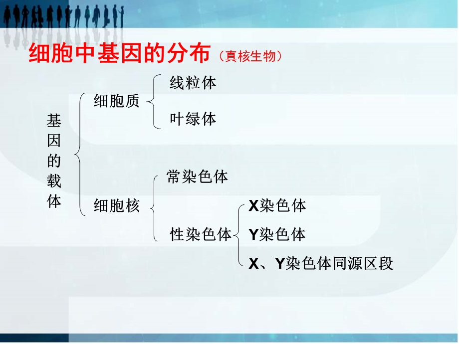 基因的定位实验设计.ppt_第2页