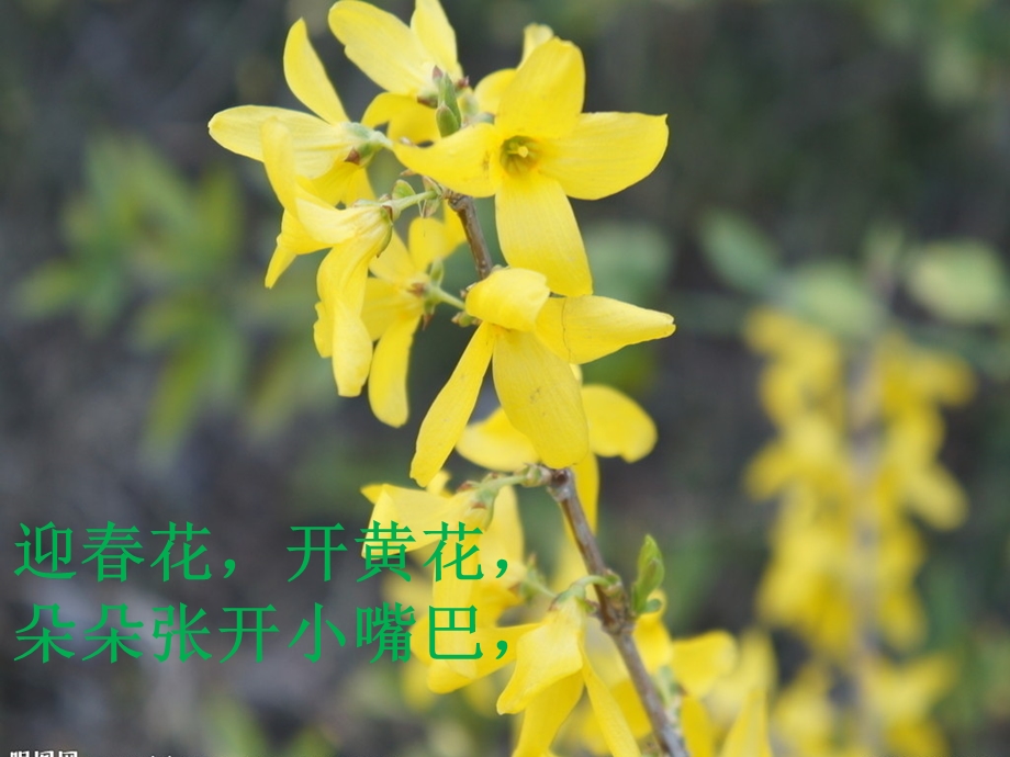 小班儿歌迎春花.ppt_第3页