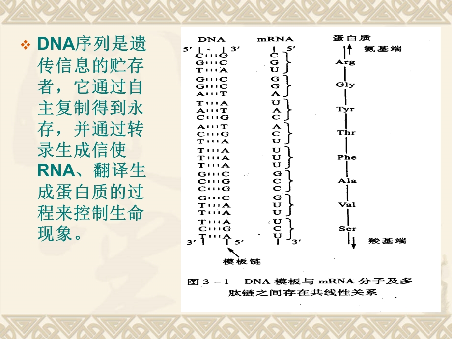 分子生物学第三章生物信息的传递上.ppt_第2页