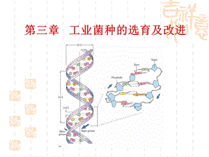 工业菌种的选育及改进.ppt