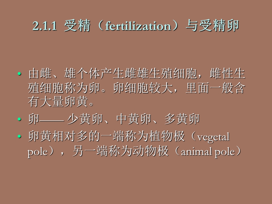 多细胞动物的胚胎发育.ppt_第3页